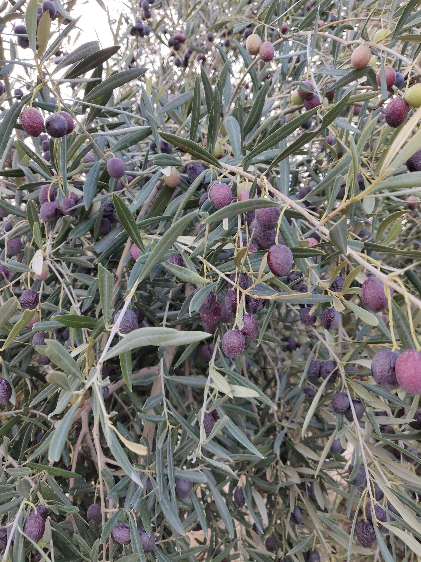 Ekstra Jomfru Olivenolie - 1000 ml| Casa Jada - Las Arenosas