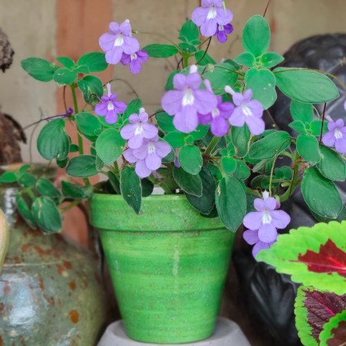 Urtepotter| Casa Jada